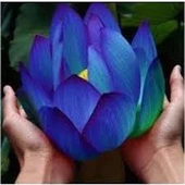 1 Adet Tohum Nadir Bulunan Mavi Lotus Çiçeği Tohumu Lotus Su Çiçeği Tohumu Nilüfer Çiçeği Tohumu - 1