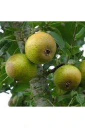 10 Adet Tohum Nadir Dağ Armudu Tohumu Armut Tohumu Tamamen Doğal Dağ Armudu Tohumu thumbnail 1