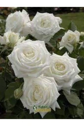 20 Adet Tohum Nadir Beyaz Gül Tohumu Beyaz Güller Saksı Toprak Hediyemizdir thumbnail 2