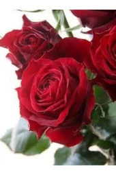 15 Adet Tohum Nadir Kırmızı Gül Tohumu Bahçe Gülü Saksı Toprak Sürpriz Hediye Tohumlu thumbnail 1