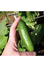 50 Adet Tohum Yerli Çengelköy Salatalık Tohumu Mis Kokulu Erkenci Köy Salatalık Tohumu Sürpriz Tohum - 1