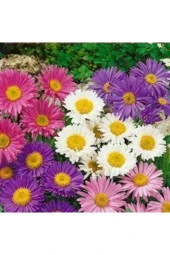 20 Adet Tohum Karışık Petunya Çiçeği Tohumu Çiçek Tohumu Süpriz Hediye Tohumludur thumbnail 1