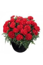 20 Adet Tohum Kırmızı Karanfil Çiçeği Tohumu Çiçek Tohumu Sürpriz Hediye Tohumludur thumbnail 2