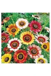 20 Adet Tohum Karışık Petunya Çiçeği Tohumu Çiçek Tohumu Süpriz Hediye Tohumludur thumbnail 2