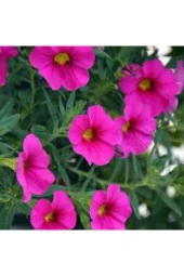 15 Adet Tohum Nadir Petunya Çiçeği Tohumu Petunya Çiçek Tohumu Saksı Toprak Hediyemizdir thumbnail 2