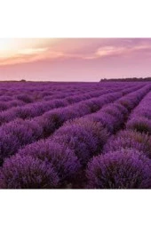 50 Adet Tohum Lavanta Çiçeği Tohum Mor Kokulu Ingiliz Saksı Toprak Sürpriz Hediye Tohumludur thumbnail 1