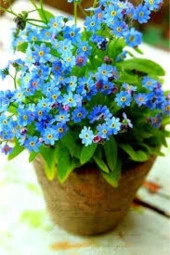 20 Adet Tohum Nadir Bulunan Beni Unutma Çiçeği Tohumu Unutma Beni Çiçeği Tohumu Hediyem thumbnail 2