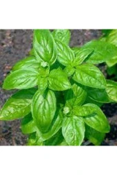 30 Adet Tohum Yeşil Yapraklı Fesleğen Çiçeği Mis Kokulu Fesleğen Çiçeği Sürpriz Hediye Tohumlu thumbnail 1