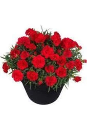 20 Adet Tohum Kırmızı Karanfil Çiçeği Tohumu Çiçek Tohumu Sürpriz Hediye Tohumludur thumbnail 1