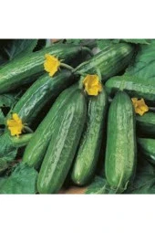 50 Adet Tohum Yerli Çengelköy Salatalık Tohumu Mis Kokulu Erkenci Köy Salatalık Tohumu Sürpriz Tohum - 2