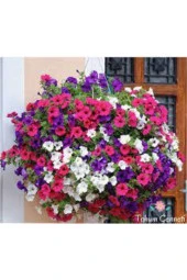 15 Adet Tohum Nadir Petunya Çiçeği Tohumu Petunya Çiçek Tohumu Saksı Toprak Hediyemizdir thumbnail 3