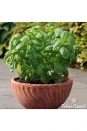 30 Adet Tohum Yeşil Yapraklı Fesleğen Çiçeği Mis Kokulu Fesleğen Çiçeği Sürpriz Hediye Tohumlu thumbnail 2