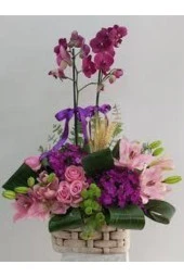 10 Adet Tohum Soğan Değildir Nadir Karışık Orkide Çiçeği Tohumu Saksı Toprak Hediyemizdir thumbnail 1