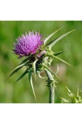 25 Adet Tohum Nadir Bulunan Deve Dikeni Çiçeği Tohumu Kenger Genger Çiçeği Olrak Bilinir Sürpriz Hed thumbnail 1