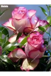 5 Adet Tohum Nadir Pembe Gül Tohumu Pembe Bahçe Gülü Saksı Toprak thumbnail 1