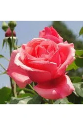 5 Adet Tohum Nadir Pembe Gül Tohumu Pembe Bahçe Gülü Saksı Toprak thumbnail 2