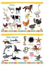 3-6 Yaş İlk Kelimelerim Seti 850 Kelime Öğreten 5 Kitap - 4