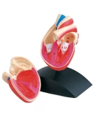 Fen ve Doğa 3 Boyutlu Kalp Modeli - 2