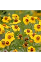 Sarı Ekinezya Tohumu thumbnail 1
