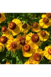 Sarı Ekinezya Tohumu thumbnail 3