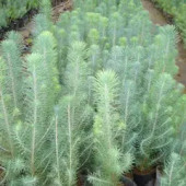 Fıstık Çamı Fidanı Bahçe İçin 5 Adet 20-30 cm Pinus Pinea - 1