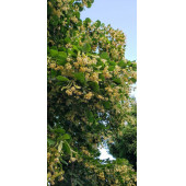 Ihlamur Fidanı Ağacı - 1