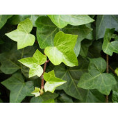 2li Duvar Sarmaşığı (Hedera helix) ? - 1