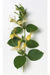 4lü Hanım Eli Çiçeği Fidanı ?? thumbnail 1