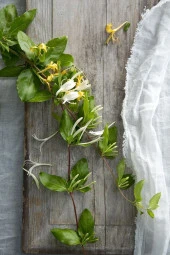 4lü Hanım Eli Çiçeği Fidanı ?? thumbnail 2