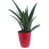 Aloevera Bitkisi Dikenli  Salon ve Balkon Çiçeği - 1