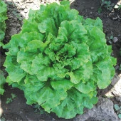 Marul Tohumu Lina (Arapsaçı Tipi) - 10 gr (2500-5000 Adet Tohum) - 1