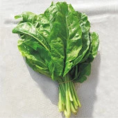 Pazı Tohumu Yaman - 10 gr - 1