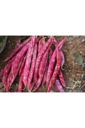 Barbunya Tohumu Carvina (Sırık Tip) - 50 gr - 1