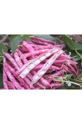 Barbunya Tohumu Buse (Oturak Tip) - 50 gr - 1
