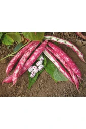 Barbunya Tohumu Buse (Oturak Tip) - 50 gr - 2