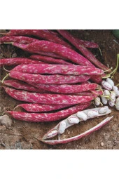 Barbunya Tohumu Carvina (Sırık Tip) - 50 gr - 2