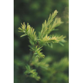 Çam Terebentin Uçucu Yağı 50 ml %100 Saf ve Doğal Pine Turpentine Essential Oil - 2
