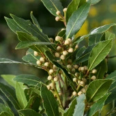 Tüplü Aromatik Defne (Laurus Nobilis) Fidanı (60-100 cm) - 3