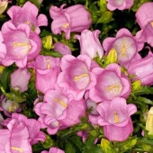 Isabella Campanula Rose Pink Çan Çiçeği Tohumu (100 tohum) - 1