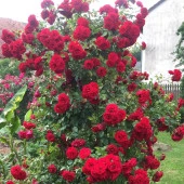 Tüplü Yediveren Amadeus Kırmızı Renkli Sarmaşık Gül Fidanı thumbnail 3