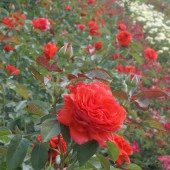 Tüplü Yediveren Turuncu Kırmızı Salita Sarmaşık Gül Fidanı thumbnail 4