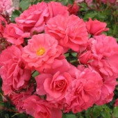 Tüplü Pembe Bad Birnbach Yediveren Gül Fidanı - 2