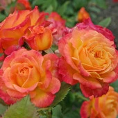 Tüplü Turuncu Sarı Garten Spass Yediveren Kokulu Gül Fidanı - 2