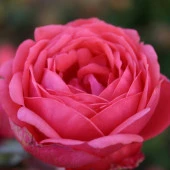 Tüplü Gartenprinzessin Marie Jose Yediveren Kokulu Gül Fidanı - 4