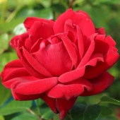 Tüplü Kırmızı Renkli Jugendliebe Yediveren Gül Fidanı - 3