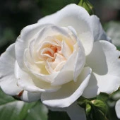 Tüplü Beyaz Renkli Petticoat Yediveren Gül Fidanı - 1