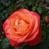 Tüplü Quen Of Hearths Yediveren Gül Fidanı - 1