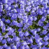 Isabella Campanula Dark Blue Çan Çiçeği Tohumu (100 tohum) - 1
