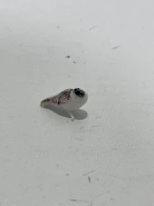 El Yapımı Mini Murano Cam Baykuş Biblo A161-01 thumbnail 2