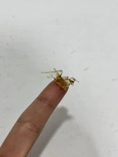 El Yapımı Mini Murano Cam Çekirge Biblo A165-10 thumbnail 4